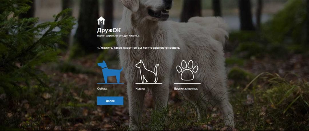 Одноклассники запустили социальную сеть для животных ДружОК
