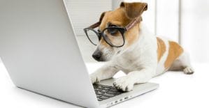 Одноклассники запустили социальную сеть для животных ДружОК