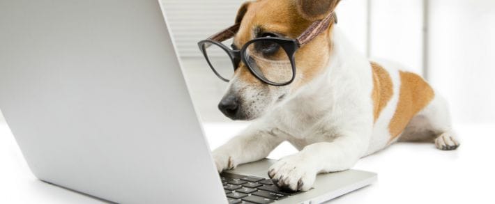 Одноклассники запустили социальную сеть для животных ДружОК