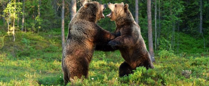 В Бой: обзор прямых партнерских программ крутых интернет-площадок в наших любимых партнерках