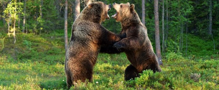 В Бой: обзор прямых партнерских программ крутых интернет-площадок в наших любимых партнерках