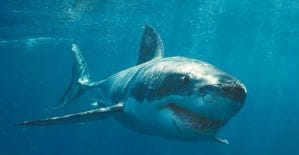 Как KMA помогал в организации благотворительного фестиваля и зачем Rocket Profit заставляет фоткаться с акулами читай в дайджесте партнерок №7 (5-11 сентября)