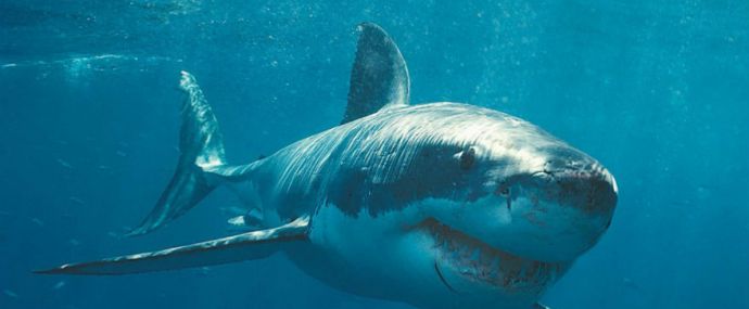 Как KMA помогал в организации благотворительного фестиваля и зачем Rocket Profit заставляет фоткаться с акулами читай в дайджесте партнерок №7 (5-11 сентября)