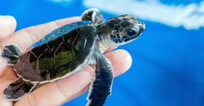 Об экологии в арбитраже: часть 1 - не плюй себе в колодец